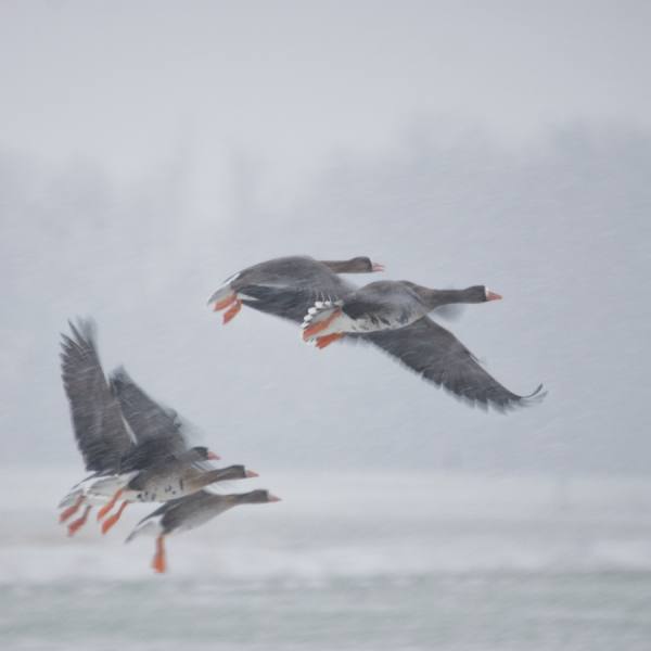 Photograph Gert Van Den Bosch Synchronicity on One Eyeland